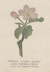 Flower of Сhampagne reinette