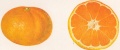 QarTuli mandarini 1.jpg