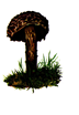 Gircha soko.PNG