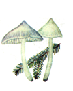Miwiseuli.PNG