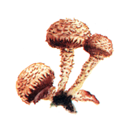 Qerclovana2.PNG