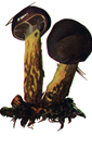 Nadzvnarebis.PNG