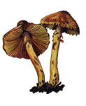 Farisebri.PNG