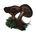 Ghorissoko.PNG