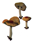 Lepiota2.PNG