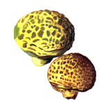 Crududafshuka.PNG