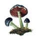 Strofaria.PNG