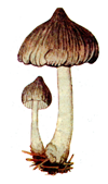 Zoliani.PNG