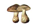 Chanrisebri.PNG