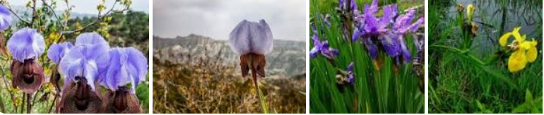 ოჯახი - ზამბახისებრნი