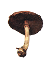 Chreliqama.PNG