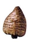 QUDIANSOKOSEBRI.PNG