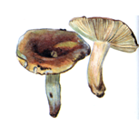 Datunia.PNG
