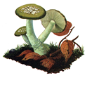 Yvitelibilwa.PNG