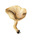 Cvilisebri.PNG