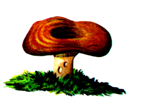 Miwayara.PNG