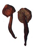 Titistarakolibia.PNG