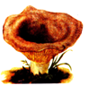 Nacara.PNG