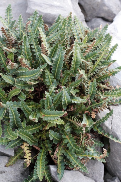 ფაილი:Ceterakh.jpg