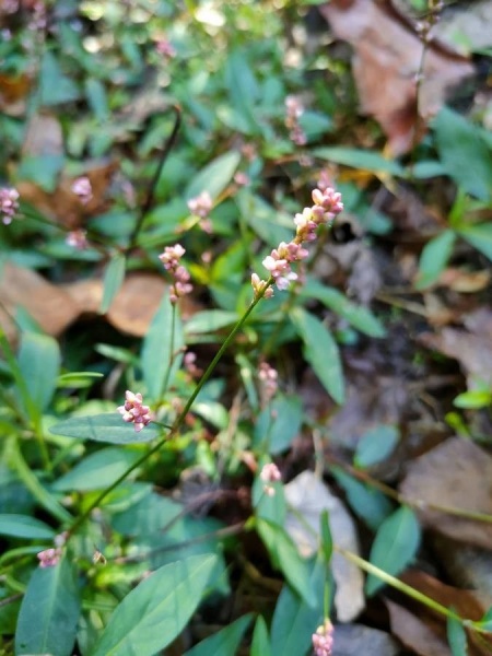 ფაილი:Polygonum persicaria L..jpg