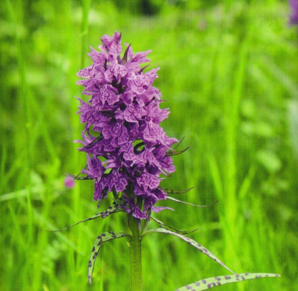 ფაილი:Dactylorhiza urvilleana.jpg