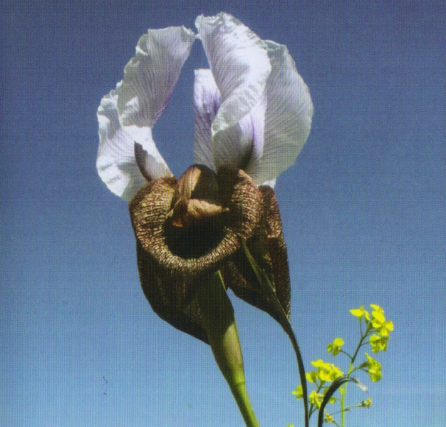 ფაილი:QarTuli zambaxi.jpg