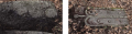 Goxnari 18.png