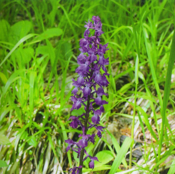 ფაილი:Orchis mascula subsp..jpg