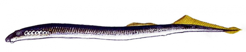 ფაილი:KASPIIS SALAMURA.png
