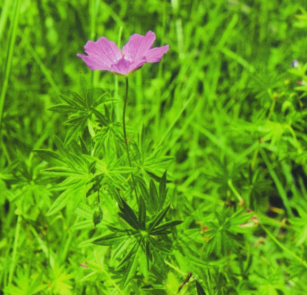 ფაილი:Geranium sanguineum L..jpg