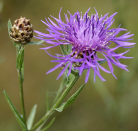 Centaurea.PNG