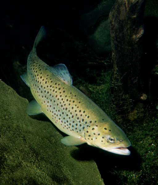 ფაილი:Savi zRvis oraguli.png