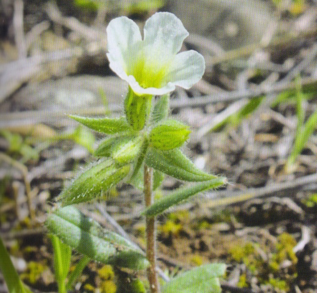 ფაილი:Nonea lutea (Desr.) DC..jpg
