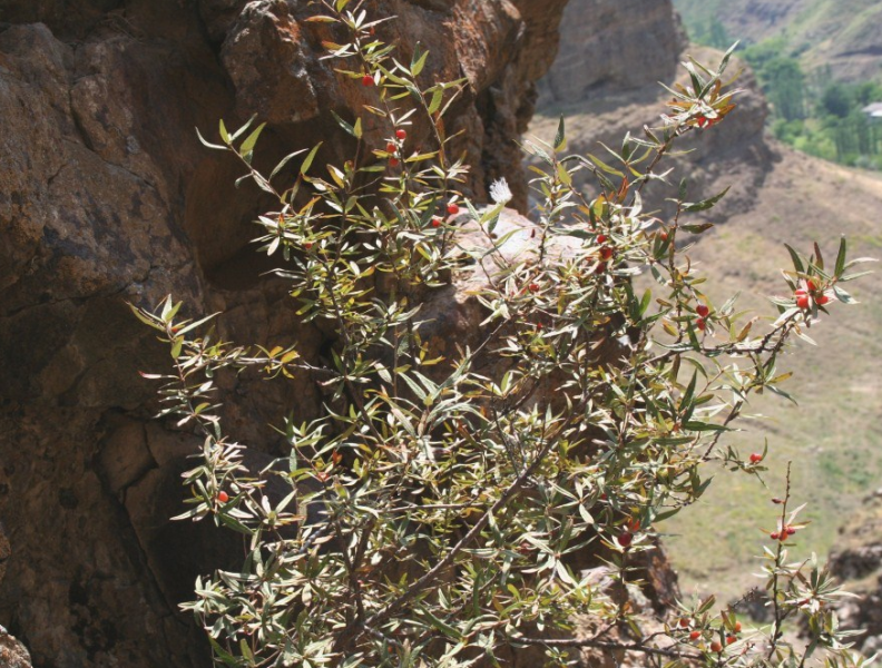ფაილი:Menaxiris.PNG
