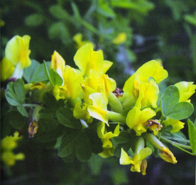 ფაილი:TYIS COCXI.jpg