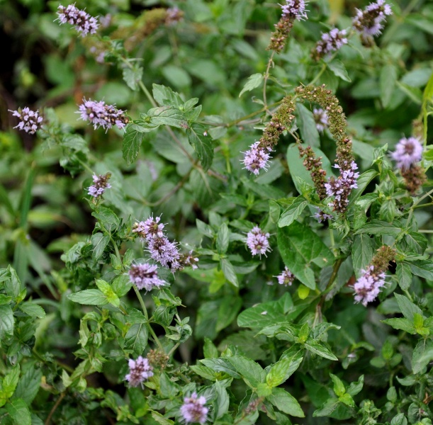 ფაილი:Mentha piperata.jpg
