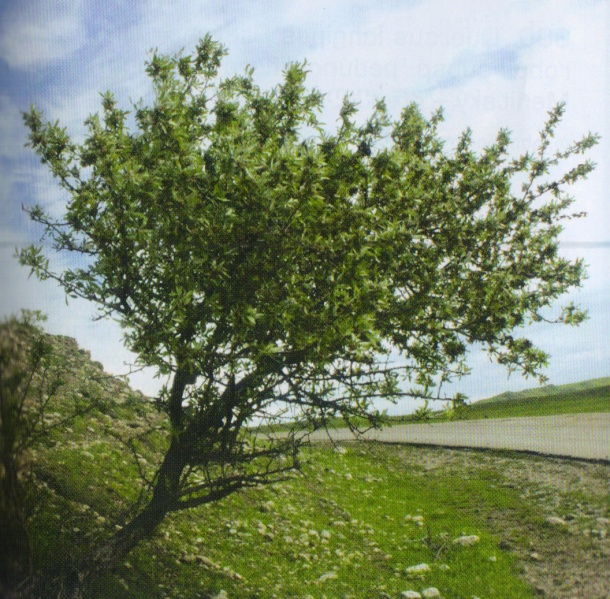 ფაილი:TiriffoTola beryena.jpg