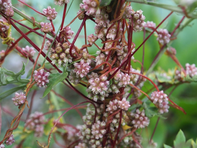 ფაილი:Cuscuta europaea L..jpg