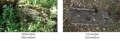 Axals 7.png