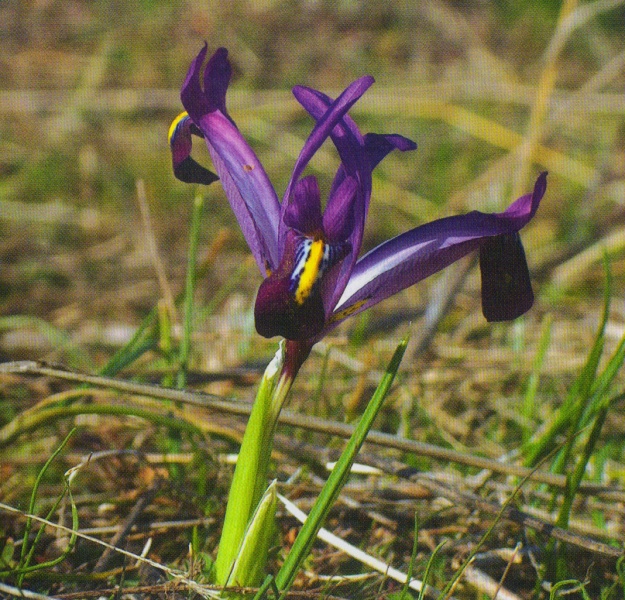 ფაილი:Qondara zambaxi.jpg