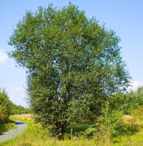 ფაილი:Mdgnali 2.jpg
