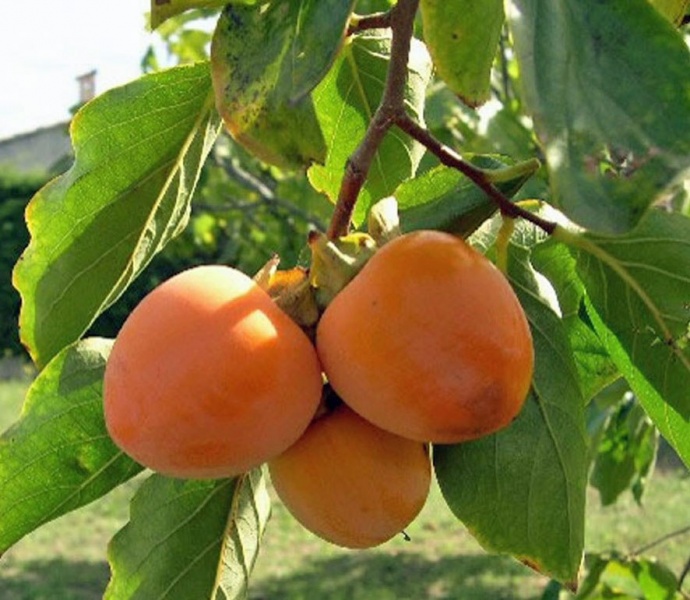 ფაილი:Xurma.jpg