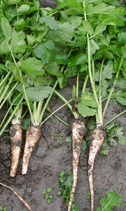 Pastinacia-savita.jpg