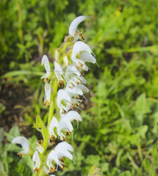 ფაილი:Salvia verbascifolia M. Bieb..jpg