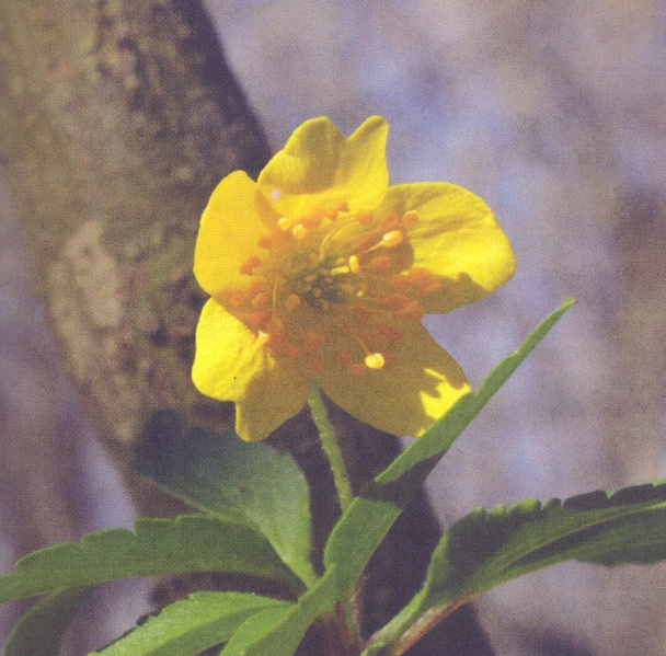 ფაილი:Anemone ranunculoides L..jpg
