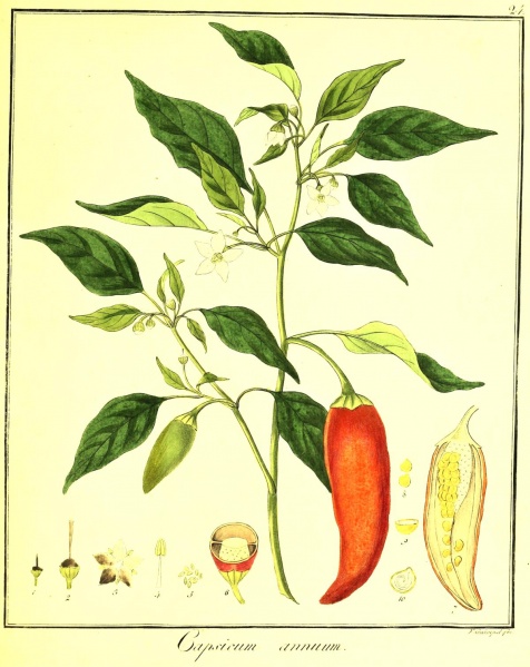 ფაილი:Capsicum-annuum.jpg