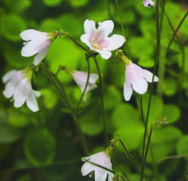 ფაილი:Linnaea borealis L..jpg