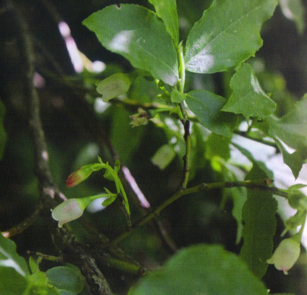 ფაილი:MaRali mocvi.jpg