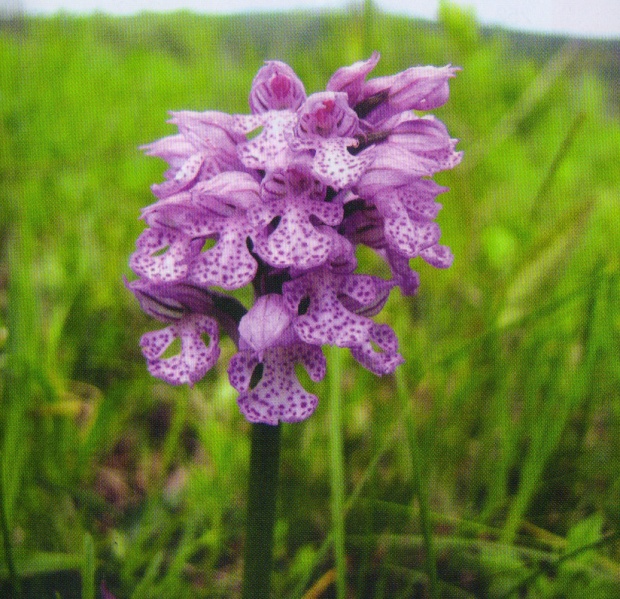 ფაილი:Orchis tridenatata Scop..jpg