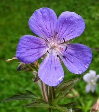 Geranium.jpg